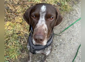 MIKA - sportlicher, aufgeschlossener Rüde sucht aktives Zuhause