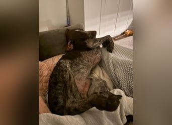 MIKA - sportlicher, aufgeschlossener Rüde sucht aktives Zuhause