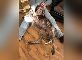 MIKA - sportlicher, aufgeschlossener Rüde sucht aktives Zuhause