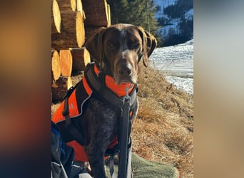 MIKA - sportlicher, aufgeschlossener Rüde sucht aktives Zuhause