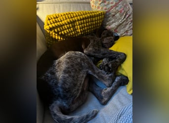 MIKA - sportlicher, aufgeschlossener Rüde sucht aktives Zuhause