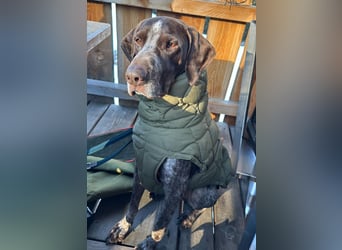 MIKA - sportlicher, aufgeschlossener Rüde sucht aktives Zuhause