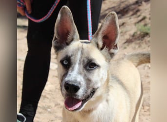 GABRIEL-sozialer, aktiver, lebensfroher Bub der Nähe und seine Für-immer-Familie sucht