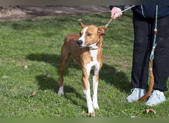 DOLO-freundlich, liebenswert, läuft vorbildlich am Geschirr,wartet auf liebevolles Für-immer-Zuhause