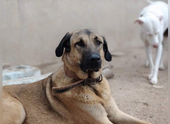GHANA-eine unglaubliche Geschichte!Wundervoll, herzensgut-suchen ein liebevolles "Für-immer-Zuhause"