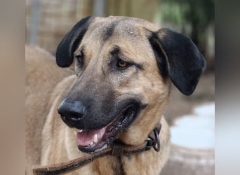 GHANA-eine unglaubliche Geschichte!Wundervoll, herzensgut-suchen ein liebevolles "Für-immer-Zuhause"