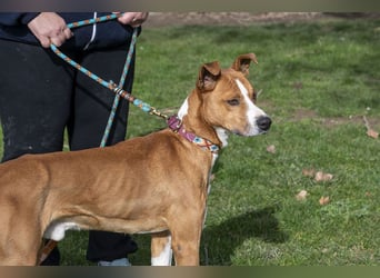 DOLO-freundlich, liebenswert, läuft vorbildlich am Geschirr,wartet auf liebevolles Für-immer-Zuhause
