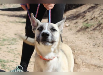 GABRIEL-sozialer, aktiver, lebensfroher Bub der Nähe und seine Für-immer-Familie sucht