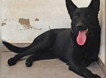 CESAR-unglaublich lieber, verschmuster und menschenbezogener Hund