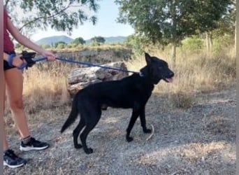 CESAR-unglaublich lieber, verschmuster und menschenbezogener Hund