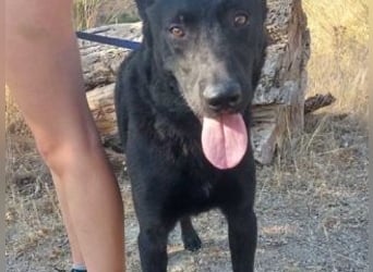 CESAR-unglaublich lieber, verschmuster und menschenbezogener Hund