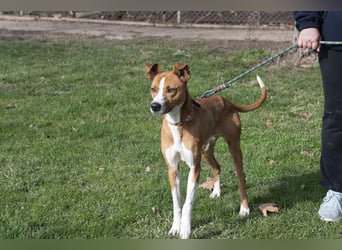 DOLO-freundlich, liebenswert, läuft vorbildlich am Geschirr,wartet auf liebevolles Für-immer-Zuhause