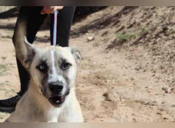 GABRIEL-sozialer, aktiver, lebensfroher Bub der Nähe und seine Für-immer-Familie sucht