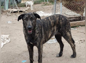 GUINEA-unglaubliche Geschichte! Herzensgut,g esellig sucht sie liebevolle Für-immer-Familie