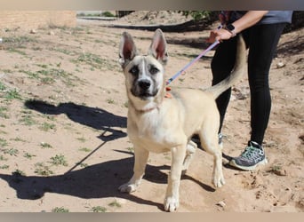 GABRIEL-sozialer, aktiver, lebensfroher Bub der Nähe und seine Für-immer-Familie sucht