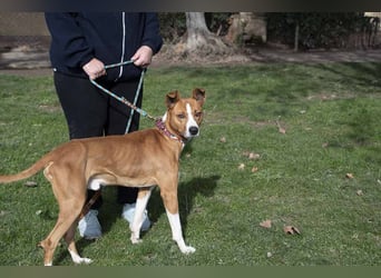 DOLO-freundlich, liebenswert, läuft vorbildlich am Geschirr,wartet auf liebevolles Für-immer-Zuhause