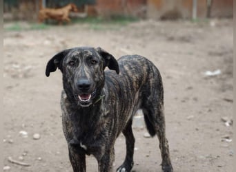 GUINEA-unglaubliche Geschichte! Herzensgut,g esellig sucht sie liebevolle Für-immer-Familie