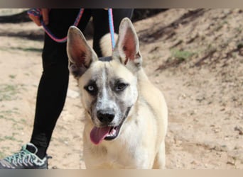 GABRIEL-sozialer, aktiver, lebensfroher Bub der Nähe und seine Für-immer-Familie sucht