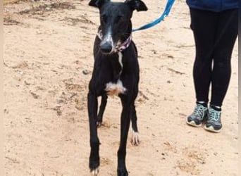 CASTLE-bezaubernde Galgo-Hündin, aktiv und fröhlichen