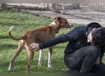 DOLO-freundlich, liebenswert, läuft vorbildlich am Geschirr,wartet auf liebevolles Für-immer-Zuhause