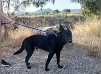 CESAR-unglaublich lieber, verschmuster und menschenbezogener Hund
