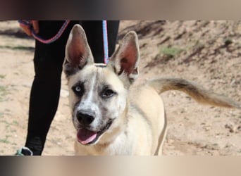 GABRIEL-sozialer, aktiver, lebensfroher Bub der Nähe und seine Für-immer-Familie sucht