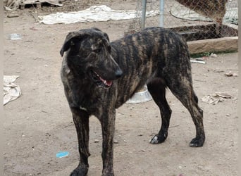 GUINEA-unglaubliche Geschichte! Herzensgut,g esellig sucht sie liebevolle Für-immer-Familie