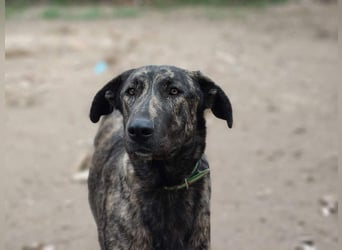 GUINEA-unglaubliche Geschichte! Herzensgut,g esellig sucht sie liebevolle Für-immer-Familie