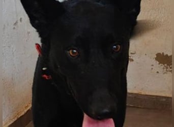 CESAR-unglaublich lieber, verschmuster und menschenbezogener Hund