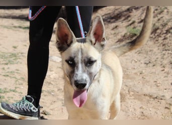 GABRIEL-sozialer, aktiver, lebensfroher Bub der Nähe und seine Für-immer-Familie sucht