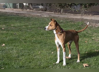 DOLO-freundlich, liebenswert, läuft vorbildlich am Geschirr,wartet auf liebevolles Für-immer-Zuhause