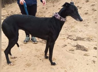 CASTLE-bezaubernde Galgo-Hündin, aktiv und fröhlichen