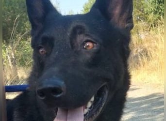 CESAR-unglaublich lieber, verschmuster und menschenbezogener Hund