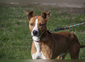 DOLO-freundlich, liebenswert, läuft vorbildlich am Geschirr,wartet auf liebevolles Für-immer-Zuhause