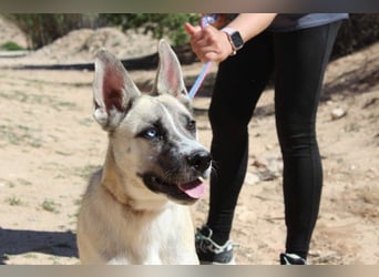 GABRIEL-sozialer, aktiver, lebensfroher Bub der Nähe und seine Für-immer-Familie sucht