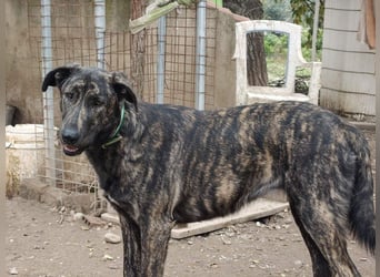 GUINEA-unglaubliche Geschichte! Herzensgut,g esellig sucht sie liebevolle Für-immer-Familie