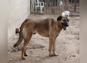 GHANA-eine unglaubliche Geschichte!Wundervoll, herzensgut-suchen ein liebevolles "Für-immer-Zuhause"