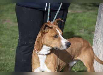 DOLO-freundlich, liebenswert, läuft vorbildlich am Geschirr,wartet auf liebevolles Für-immer-Zuhause