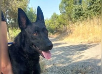 CESAR-unglaublich lieber, verschmuster und menschenbezogener Hund