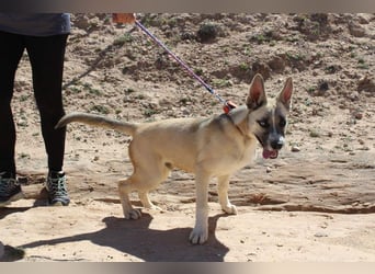 GABRIEL-sozialer, aktiver, lebensfroher Bub der Nähe und seine Für-immer-Familie sucht