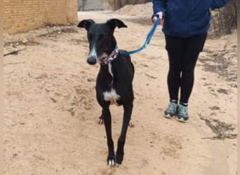 CASTLE-bezaubernde Galgo-Hündin, aktiv und fröhlichen