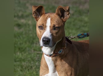 DOLO-freundlich, liebenswert, läuft vorbildlich am Geschirr,wartet auf liebevolles Für-immer-Zuhause