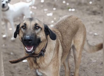 GHANA-eine unglaubliche Geschichte!Wundervoll, herzensgut-suchen ein liebevolles "Für-immer-Zuhause"