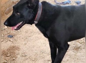 CESAR-unglaublich lieber, verschmuster und menschenbezogener Hund