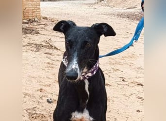 CASTLE-bezaubernde Galgo-Hündin, aktiv und fröhlichen