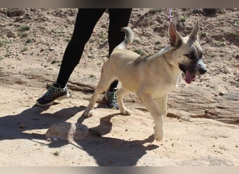 GABRIEL-sozialer, aktiver, lebensfroher Bub der Nähe und seine Für-immer-Familie sucht
