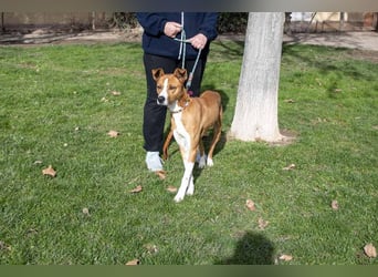 DOLO-freundlich, liebenswert, läuft vorbildlich am Geschirr,wartet auf liebevolles Für-immer-Zuhause