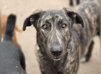 GUINEA-unglaubliche Geschichte! Herzensgut,g esellig sucht sie liebevolle Für-immer-Familie
