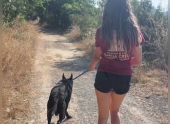 CESAR-unglaublich lieber, verschmuster und menschenbezogener Hund