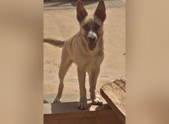 GABRIEL-sozialer, aktiver, lebensfroher Bub der Nähe und seine Für-immer-Familie sucht